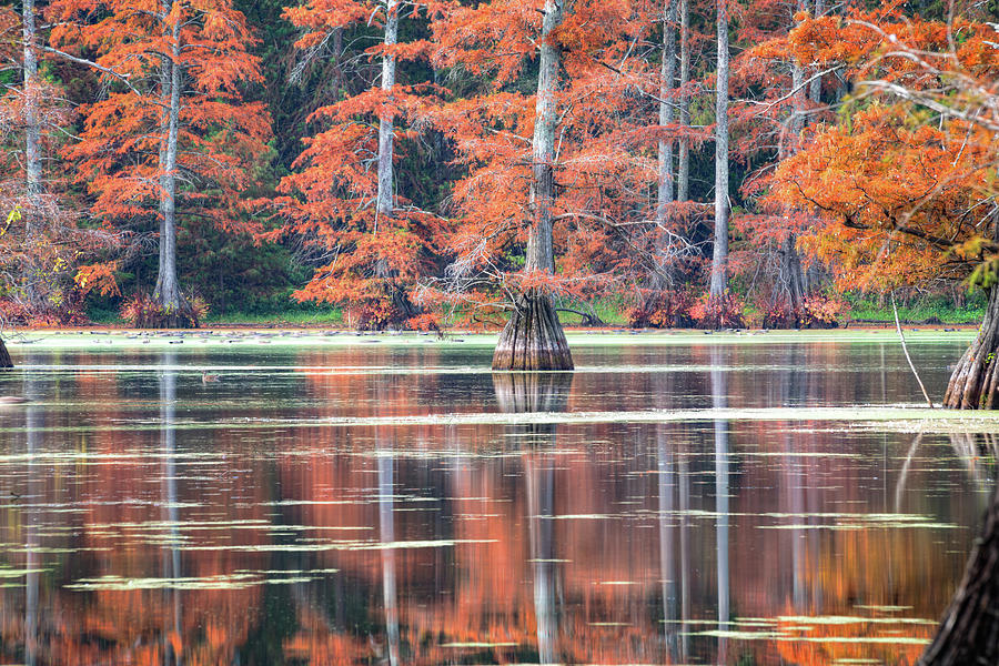 Natures Autumn Canvas In North Little Rock At Rosenbaum Lake Photograph
