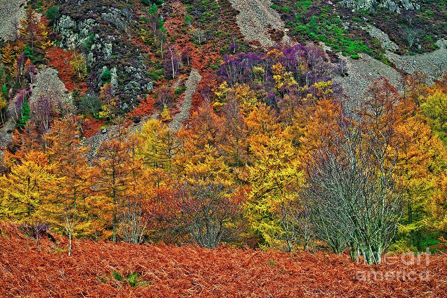 Natures Autumn Colours Photograph by Martyn Arnold