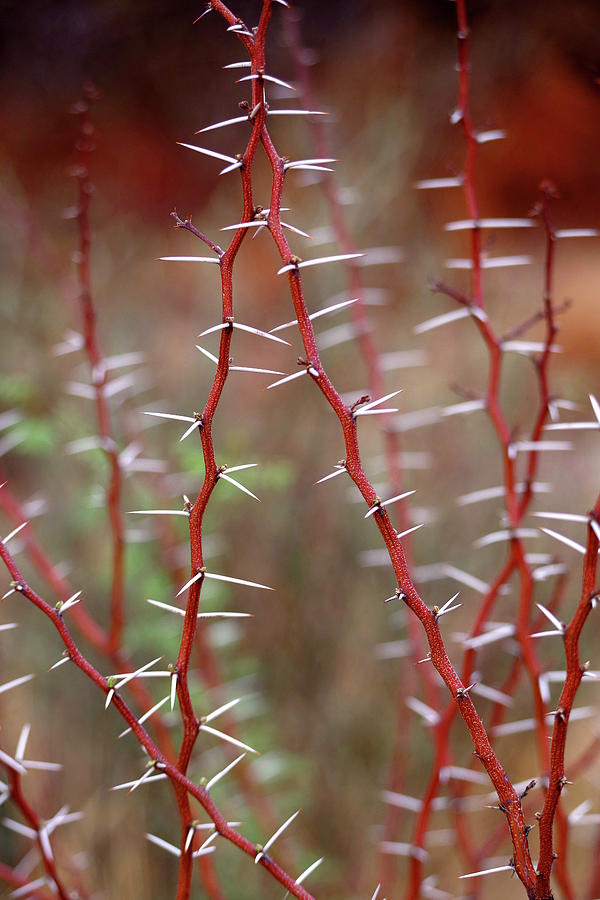 Nature's Barbed Wire Photograph by Douglas Taylor - Fine Art America