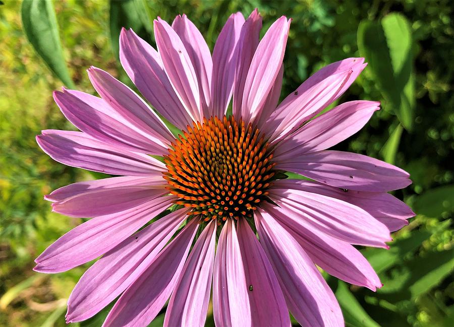 Natures Beauty as a Coneflower Photograph by Rachelle Stracke