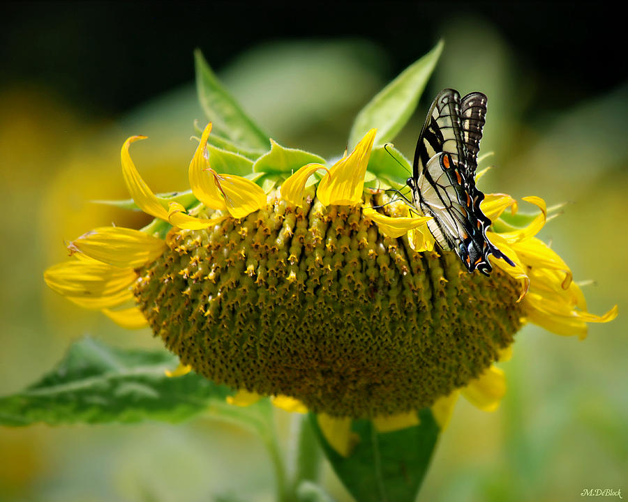 Nature's Bounty Photograph by Marilyn DeBlock - Fine Art America