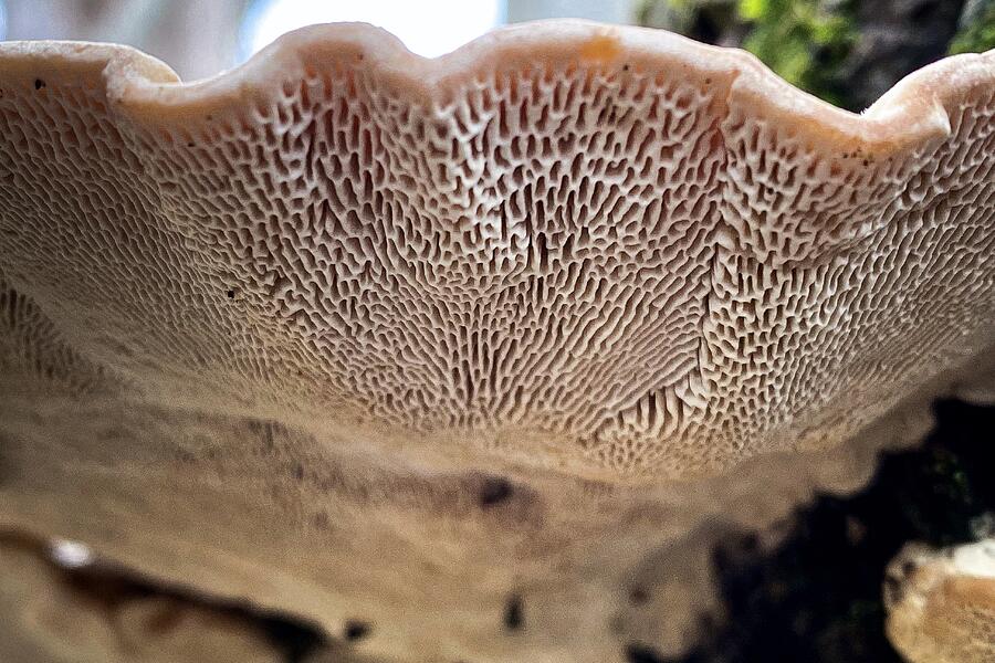 Natures Canvas Delicate Patterns of Fungal Beauty Photograph by Travel Essayist Natures Canvas Delicate Patterns of Fungal Beauty Photograph by Travel Essayist