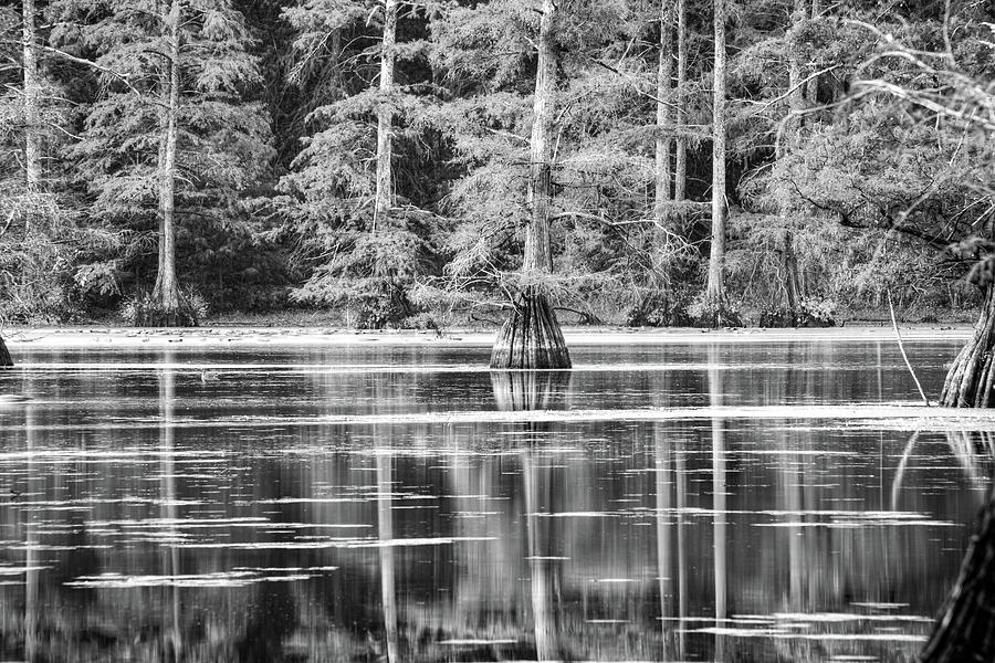 Natures Canvas In North Little Rock At Rosenbaum Lake - Black And White Photograph