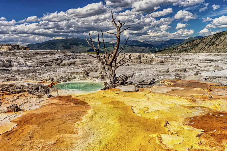 Natures Canvas In Yellowstone National Park Photograph