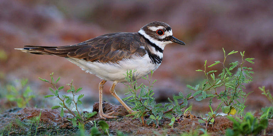 Killdeer Photograph - Natures Chatterbox. by Paul Martin