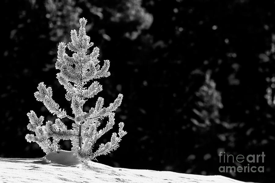Natures Christmas Tree 2 Photograph by Bob Phillips
