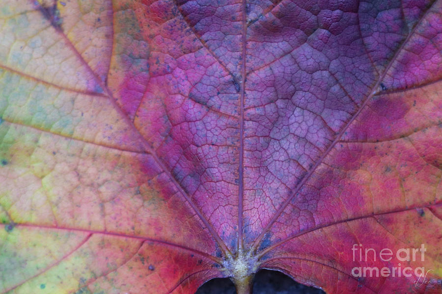 Fall Photograph - Natures Close Up by D Lee