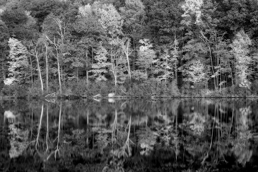 Natures Color Palette BW Photograph by Susan Candelario