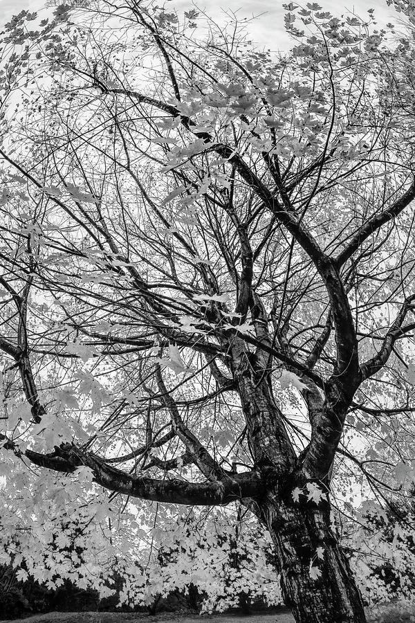 Natures Embrace in Black and White Photograph by Debra and Dave Vanderlaan