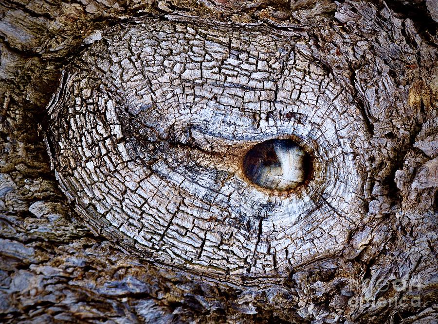 Natures Eye Photograph by Craig Wood