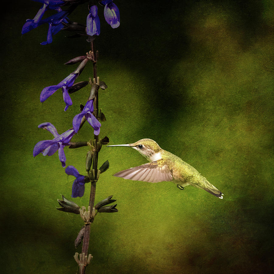 Natures Feeder Photograph by Simmie Reagor