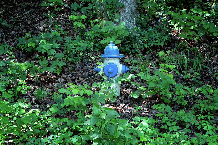 Natures Fire Hydrant - Blue Photograph by Jim Shackett
