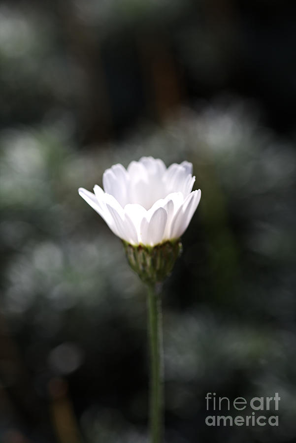 Daisy Photograph - Natures Glowing by Joy Watson