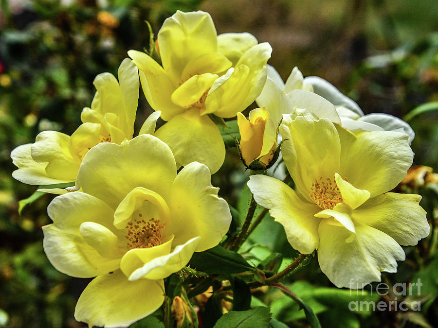Natures Grouping - Sunny Knock Out Roses Photograph
