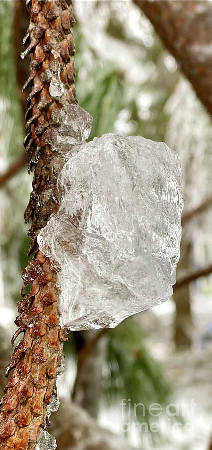 Natures Ice Design Photograph