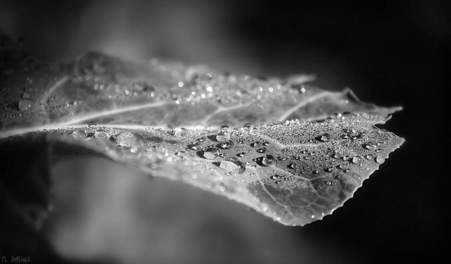 Nature's Jewels Black and White Photograph by Marilyn DeBlock - Fine ...