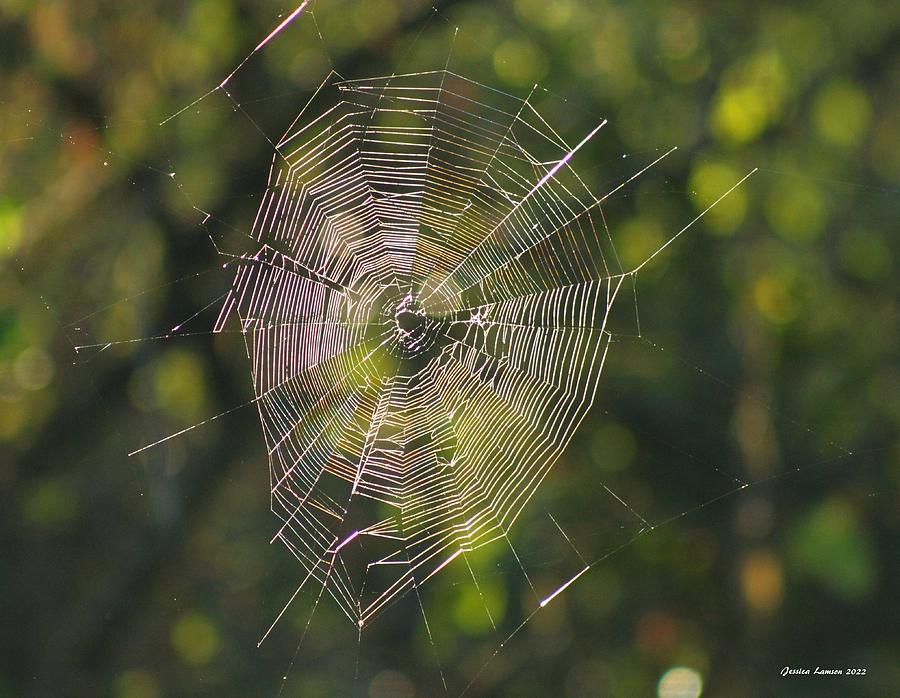 Nature's Labyrinth Weavers Photograph by Jessica Lamson - Fine Art America