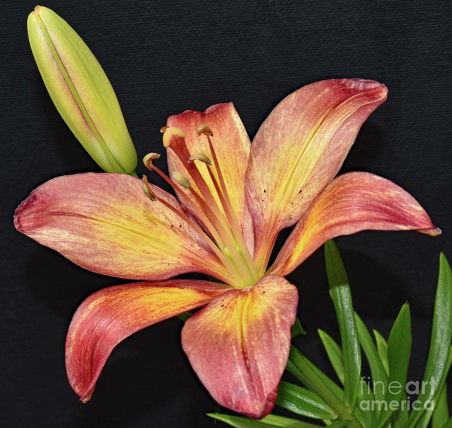 Nature's Lily Art Photograph by Cindy Treger - Fine Art America