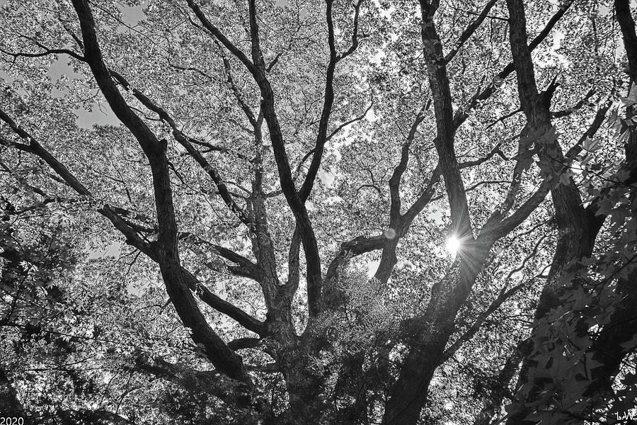 Natures Lungs Black And White Photograph by Lisa Wooten