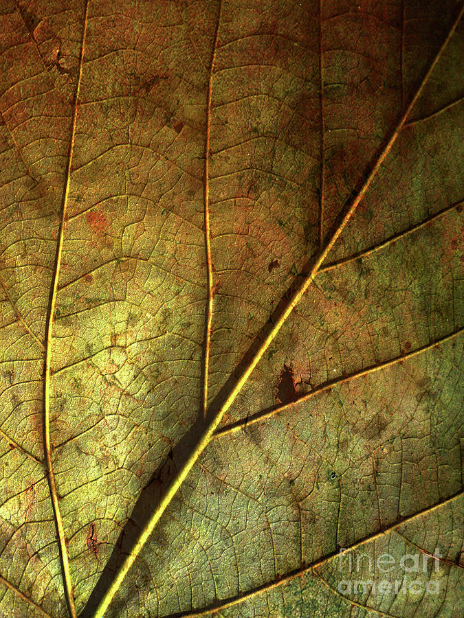 Fall Photograph - Natures Map by Tibby Steedly