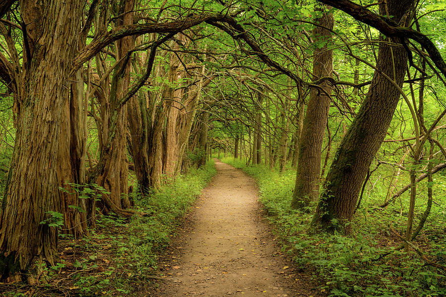 Natures Path Photograph by Arthur Oleary