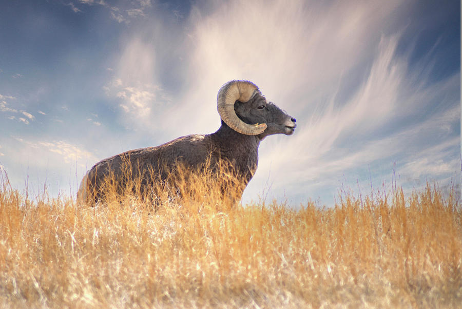 Natures Ram Photograph by Jerry Cahill