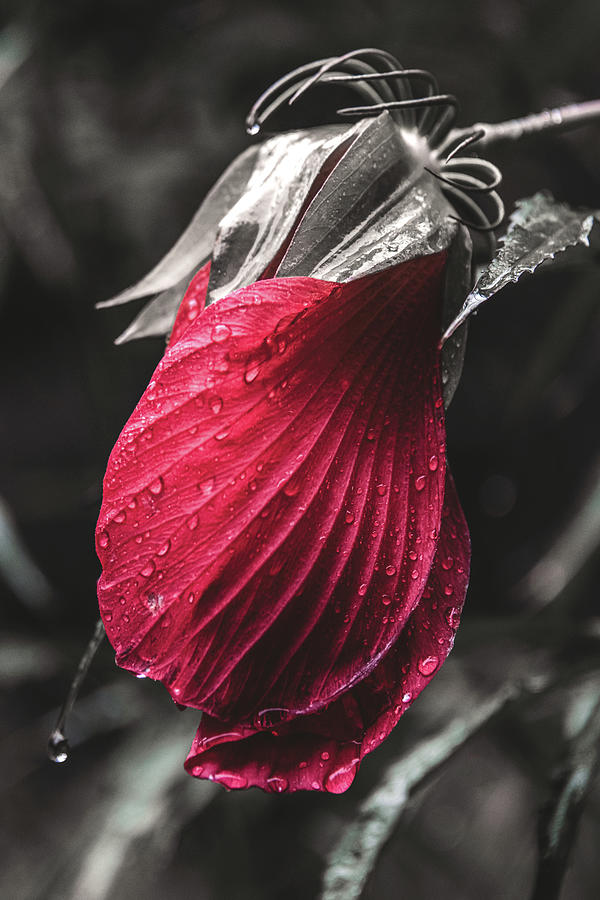 Natures Tears in Red Photograph by Tricia Louque