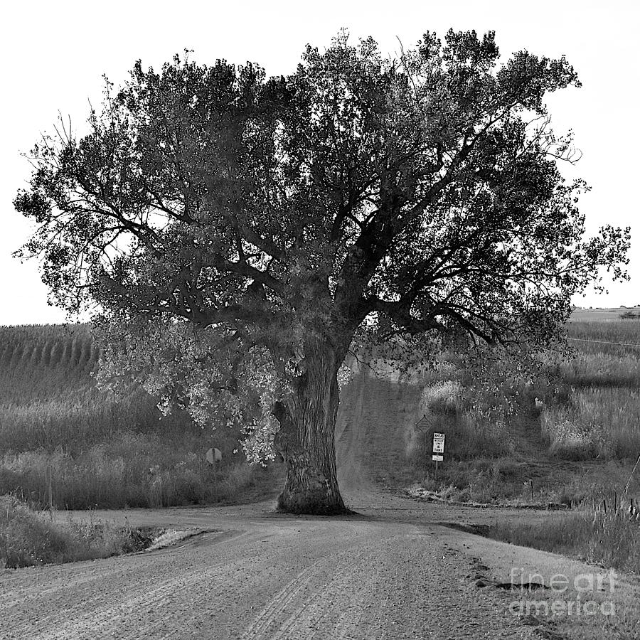 Natures Roundabout BW Photograph by Linda Brittain