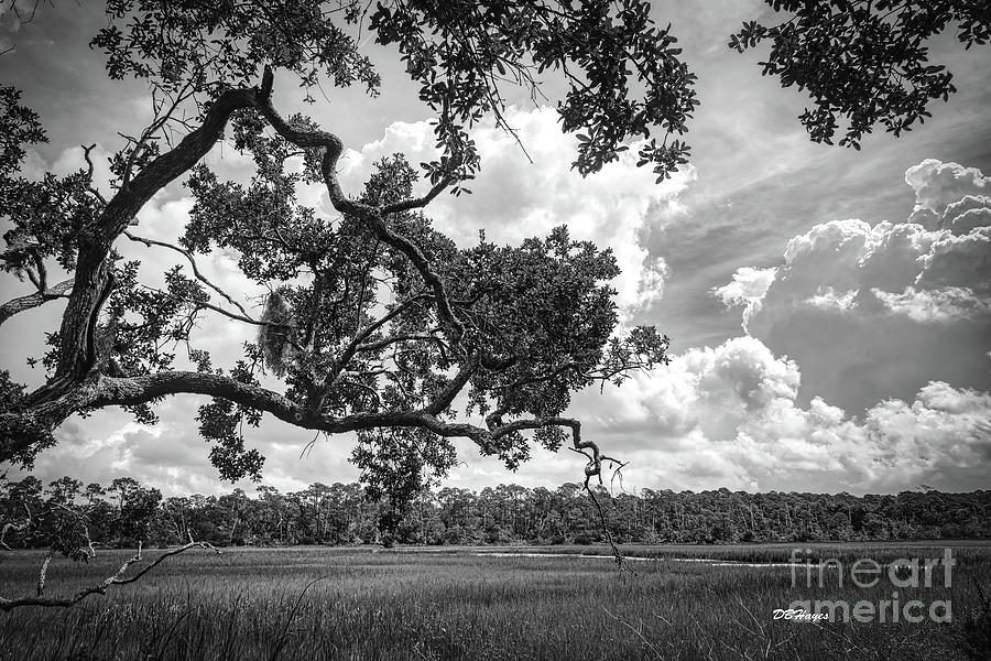 Natures Serenity In Black and White Photograph by DB Hayes