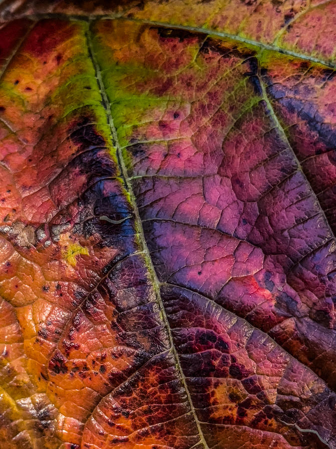 Natures Stained Glass Photograph by Cate Franklyn