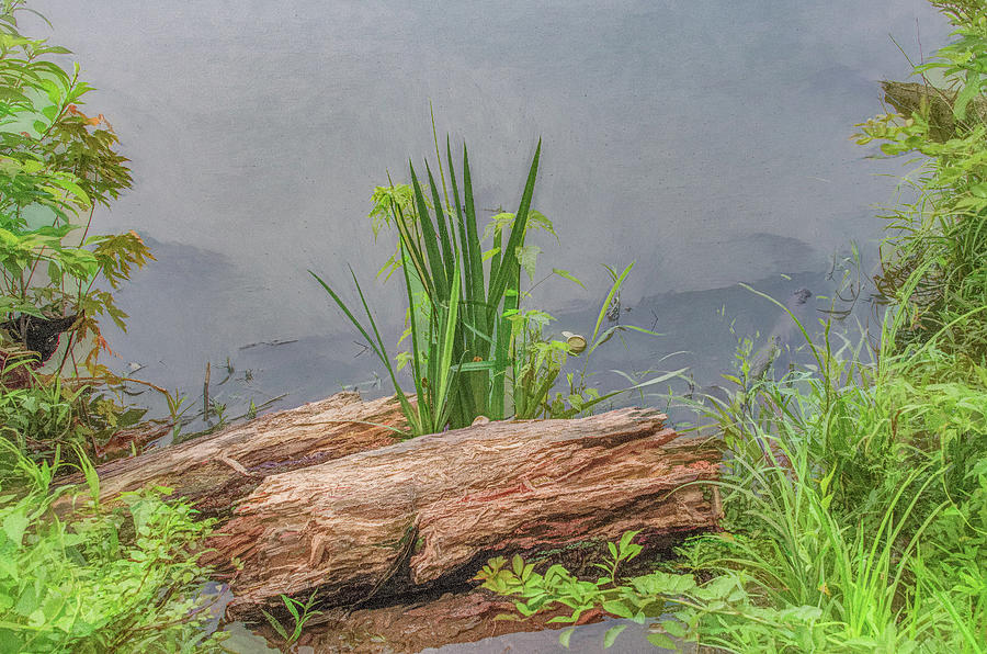 Natures Still Life at Cove Lake Photograph by Marcy Wielfaert
