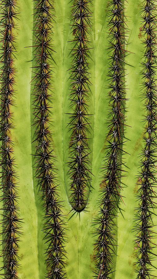 Saguaro National Park Photograph - Natures Stitches - Saguaro Cactus by Stephen Stookey