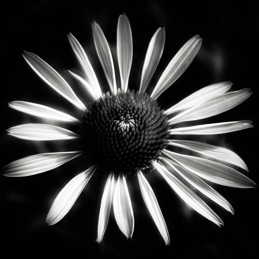 Natures Strokes Photograph by Dodie Ross Natures Strokes Photograph by Dodie Ross
