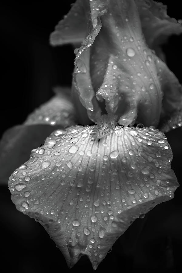 Natures Tears Photograph by Tricia Louque