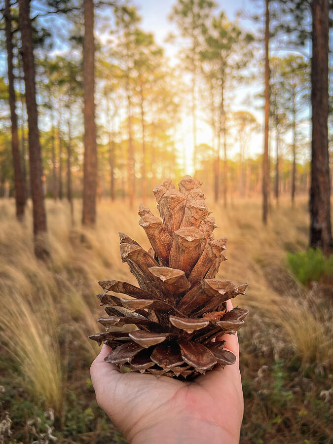 Natures Time Capsule, Carolina Beach State Park, North Carolina Photograph by Dawna Moore Photography Natures Time Capsule, Carolina Beach State Park, North Carolina Photograph by Dawna Moore Photography