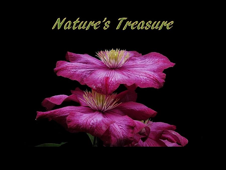 Natures Treasure Photograph by Nancy Ayanna Wyatt
