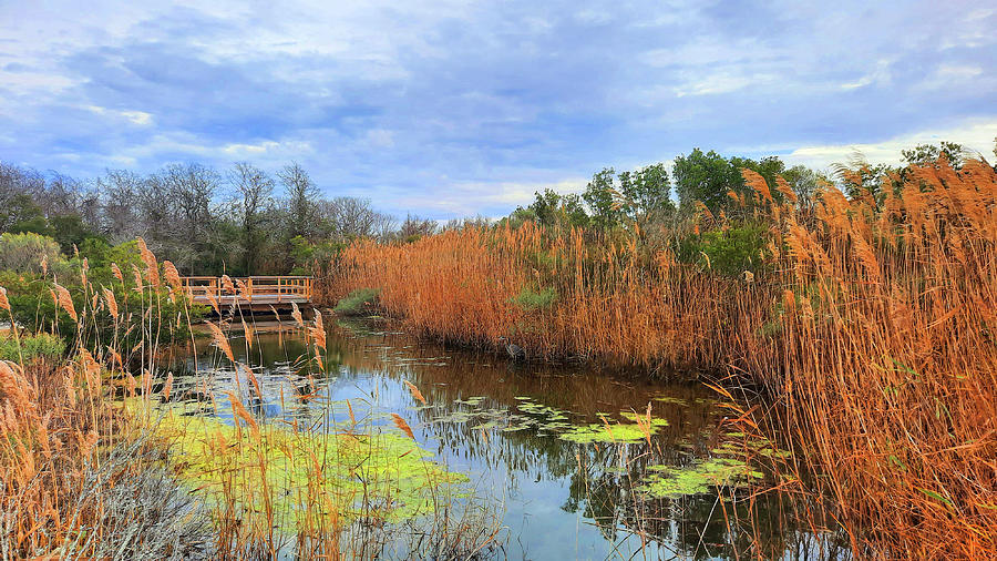 Colors of the Marsh #1 Photograph by Ola Allen