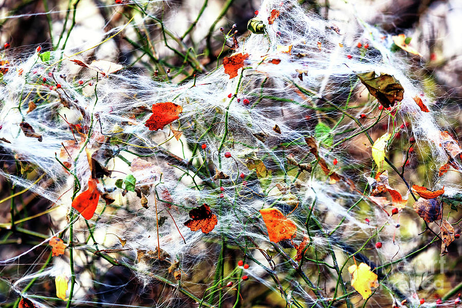 Natures Web in Milltown New Jersey Photograph by John Rizzuto