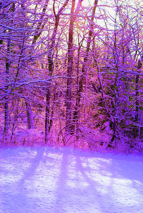 Natures Winter Beauty Photograph by Linda Goodman