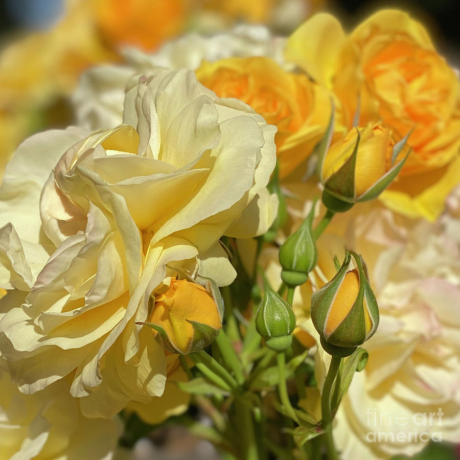 Natures Yellow Bouquet Photograph by Wendy Golden