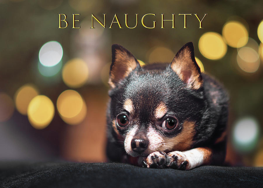 Naughty Chihuahua Photograph by Tracy Munson