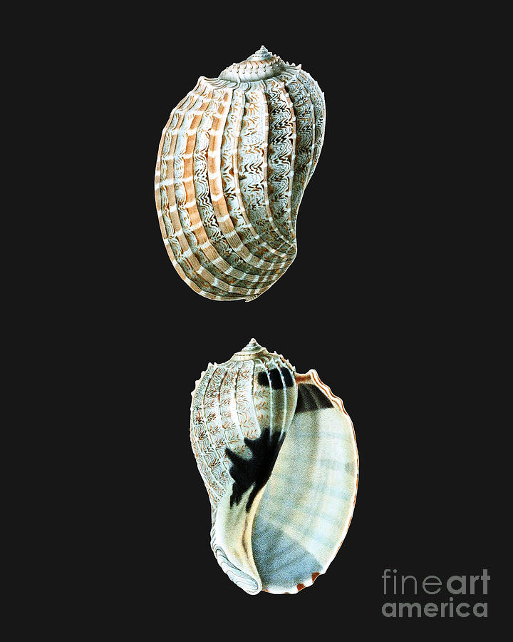 Nature Digital Art - Nautical seashells by Madame Memento