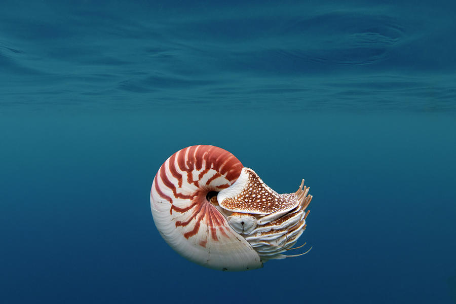 Nautilus 1 Photograph by Tanya G Burnett