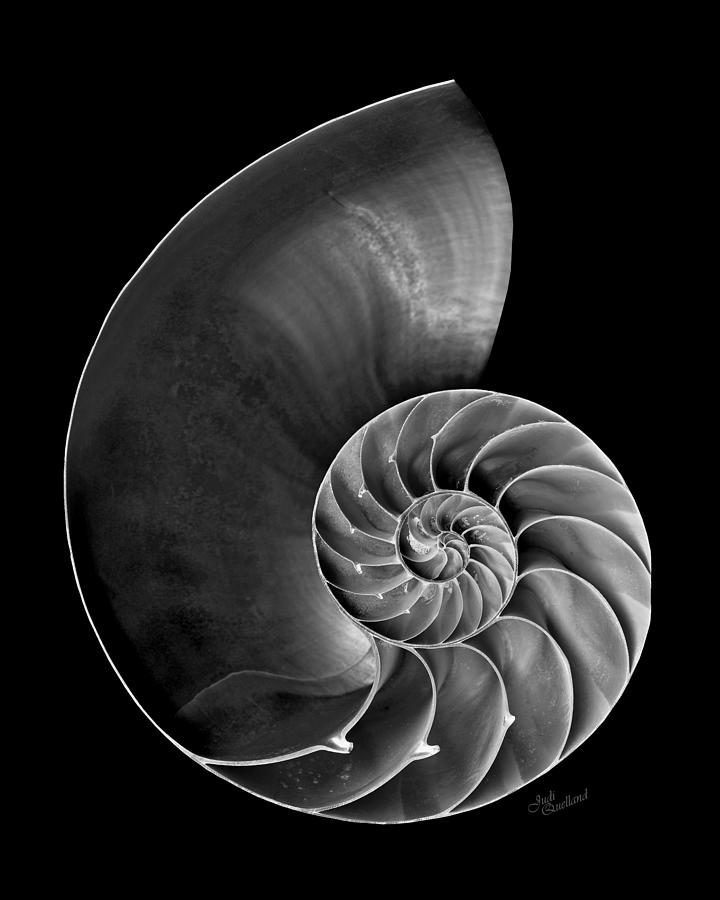 Nautilus BandW Photograph by Judi Quelland - Fine Art America