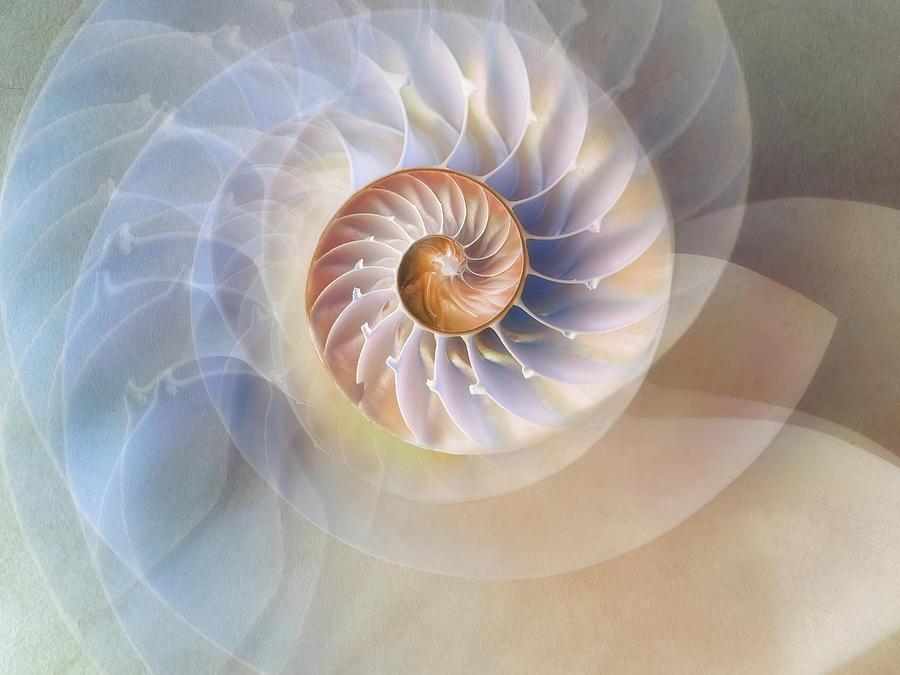Nautilus Beauty Digital Art by Terry Davis
