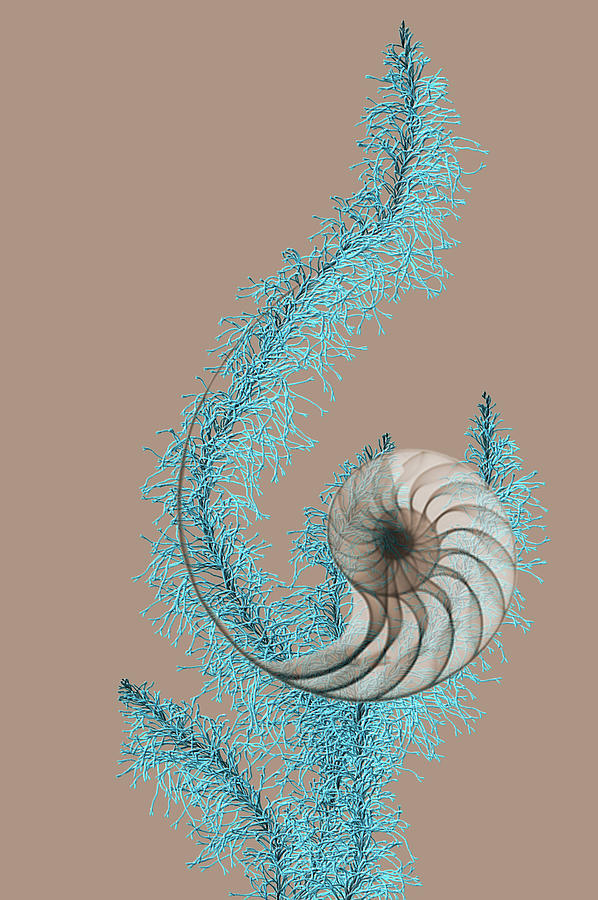 Nautilus Dreams Digital Art by Susan Molnar