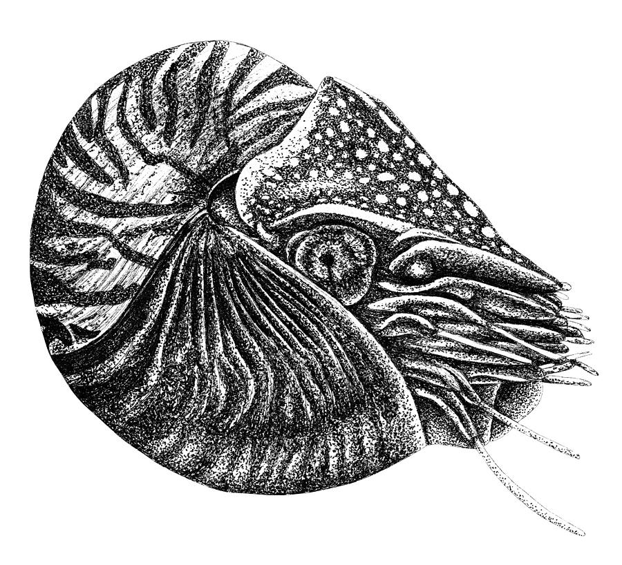 Nautilus Shell Drawing Art Print by Creativemotions | Society6