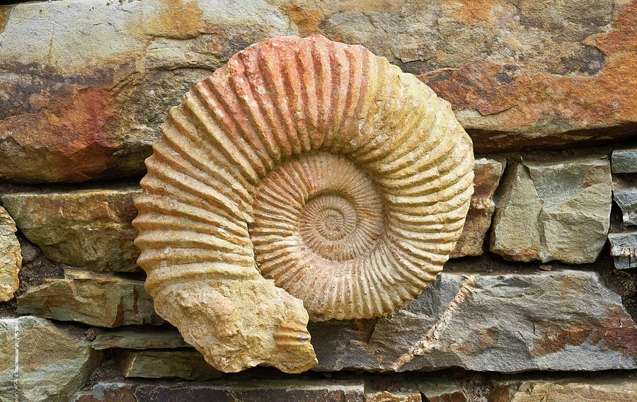 Nautilus Fossil Mounted on Rock Wall Photograph by Douglas Barnett - Pixels