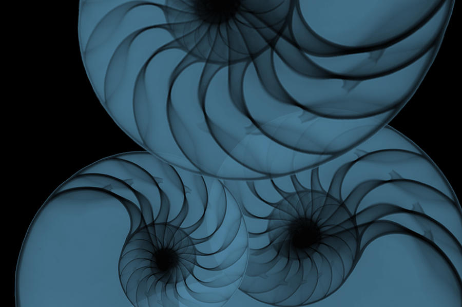 Nautilus in Black and Blue Digital Art by Susan Molnar