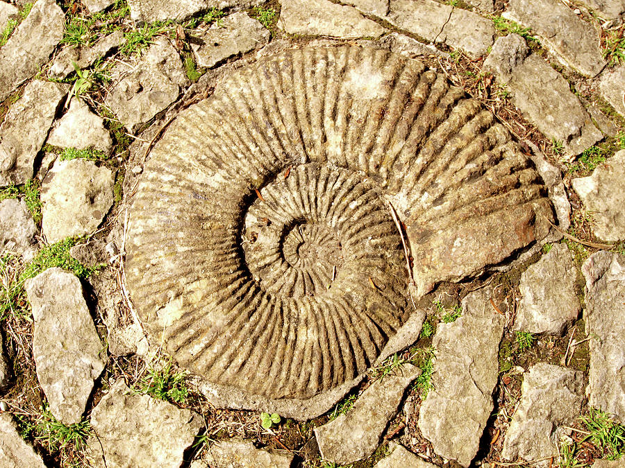 Nautilus In Stone Photograph